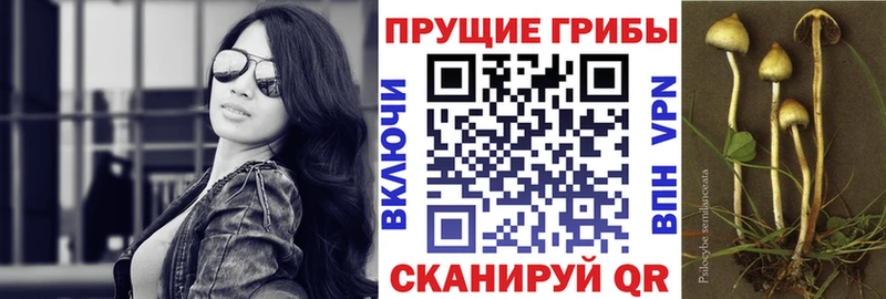 Псилоцибиновые грибы Cubensis  Калининград 